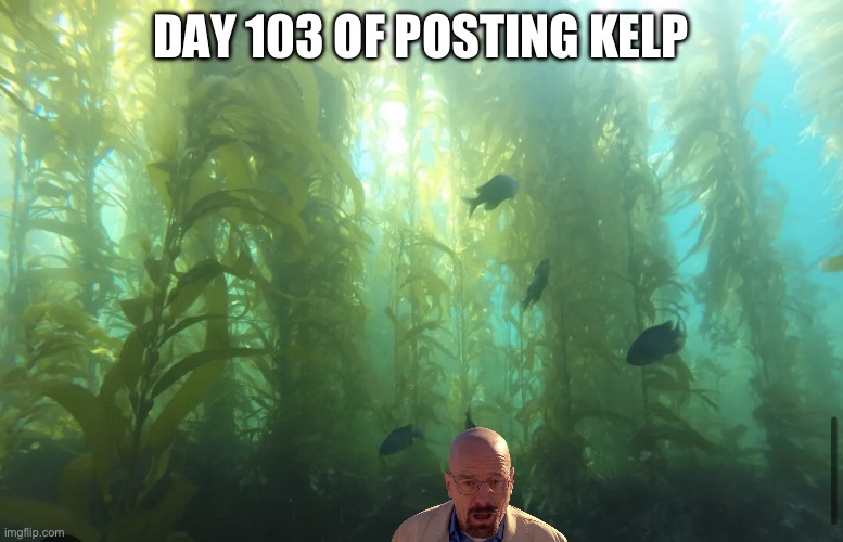 Kelp2 | DAY 103 OF POSTING KELP | image tagged in kelp2 | made w/ Imgflip meme maker