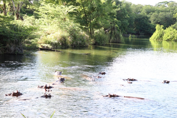 Lots of hippos. | image tagged in nikon coolpix l310,pics,me,sami | made w/ Imgflip meme maker