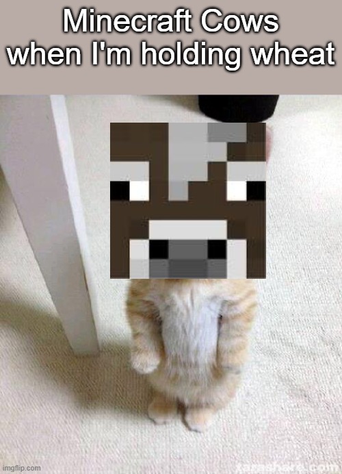 I'm feeling like I wanna kill a horse for leather | Minecraft Cows when I'm holding wheat | image tagged in memes,cute cat | made w/ Imgflip meme maker