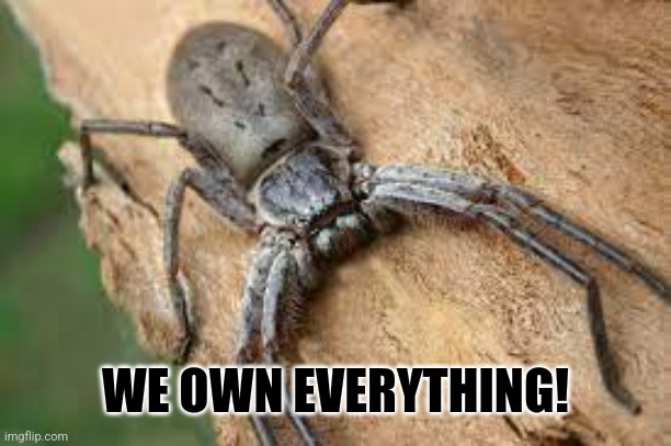 giant huntsman spider | WE OWN EVERYTHING! | image tagged in giant huntsman spider | made w/ Imgflip meme maker