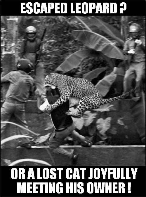 You Decide ! | ESCAPED LEOPARD ? OR A LOST CAT JOYFULLY MEETING HIS OWNER ! | image tagged in cats,leopard,escape,lost | made w/ Imgflip meme maker
