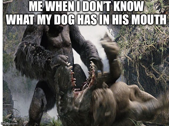 Every dog owner in a nutshell | ME WHEN I DON’T KNOW WHAT MY DOG HAS IN HIS MOUTH | made w/ Imgflip meme maker