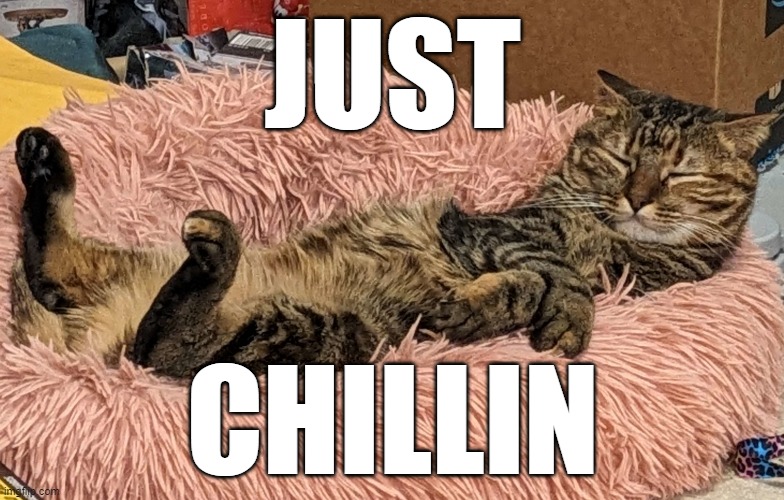Chill Cat | JUST; CHILLIN | image tagged in chill,chillin,just chillin',cat,cats,funny cats | made w/ Imgflip meme maker