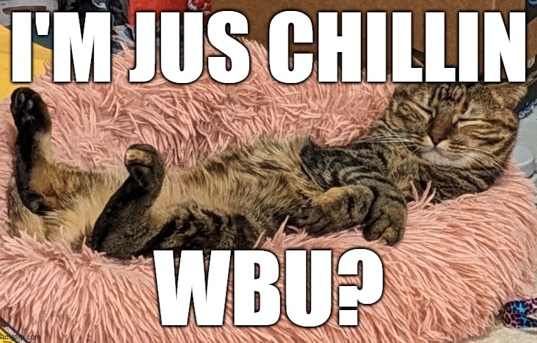 jus' chillin' cat | I'M JUS CHILLIN; WBU? | image tagged in chill,chillin,just chillin' | made w/ Imgflip meme maker