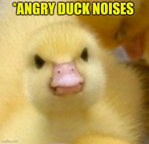 angry duck | *ANGRY DUCK NOISES | image tagged in angry duck | made w/ Imgflip meme maker
