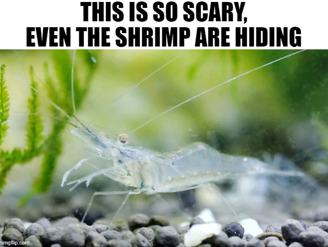 hiding shrimp Blank Meme Template