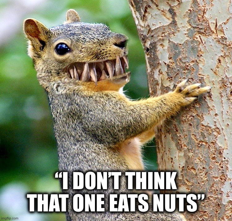 Overheard from your nature guide | “I DON’T THINK
THAT ONE EATS NUTS” | image tagged in squirrel,mutant,memes,what the hell is this,mother nature,squirrels | made w/ Imgflip meme maker