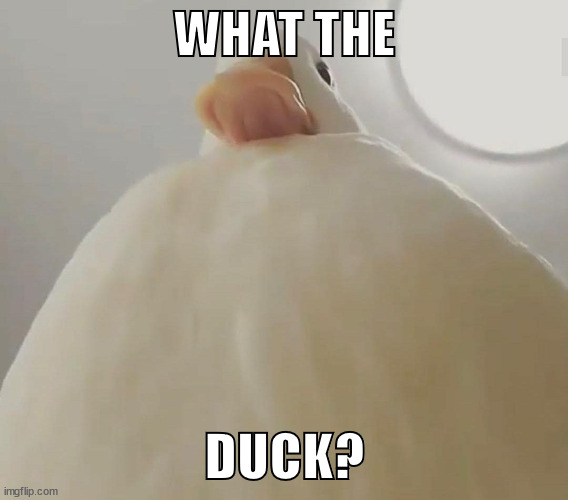 What the duck | WHAT THE; DUCK? | image tagged in pathetic duck 1,duck,meme,funny memes,funny meme,funny | made w/ Imgflip meme maker
