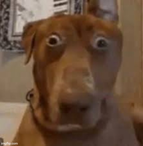 image tagged in shocked dog | made w/ Imgflip meme maker