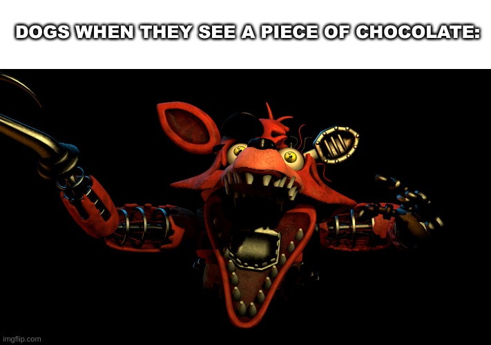 Withered Foxy Jumpscare | DOGS WHEN THEY SEE A PIECE OF CHOCOLATE: | image tagged in withered foxy jumpscare | made w/ Imgflip meme maker