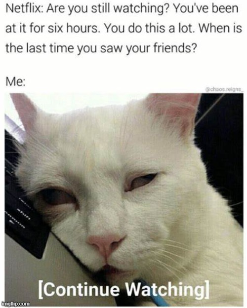 {Insert Title} | image tagged in cats | made w/ Imgflip meme maker