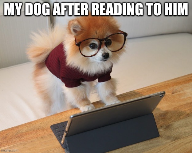 hehe | MY DOG AFTER READING TO HIM | image tagged in dog | made w/ Imgflip meme maker