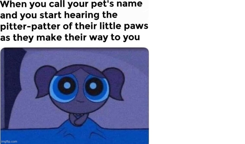 When you call her pet and they run to you | image tagged in wholesome,aww | made w/ Imgflip meme maker