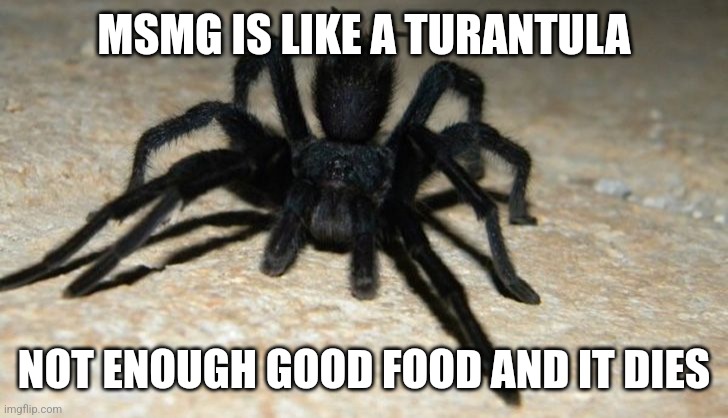 tarantula | MSMG IS LIKE A TURANTULA; NOT ENOUGH GOOD FOOD AND IT DIES | image tagged in tarantula | made w/ Imgflip meme maker