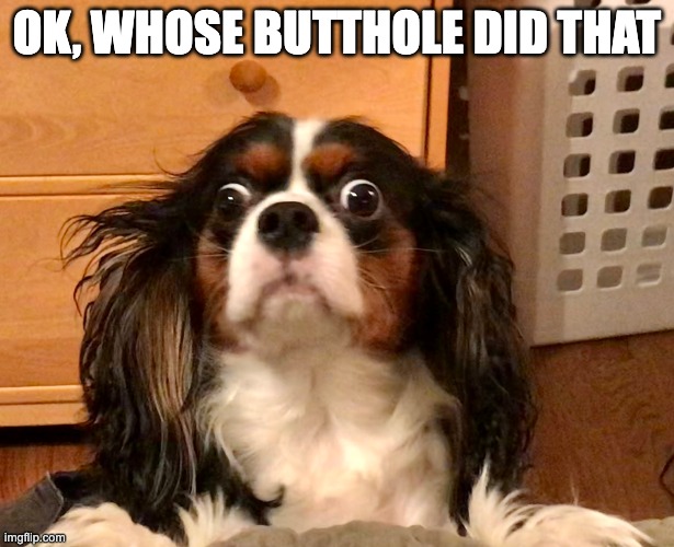 Charlotte | OK, WHOSE BUTTHOLE DID THAT | image tagged in charlotte | made w/ Imgflip meme maker