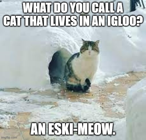 meme by Brad eskimo cat | WHAT DO YOU CALL A CAT THAT LIVES IN AN IGLOO? AN ESKI-MEOW. | image tagged in cat meme | made w/ Imgflip meme maker