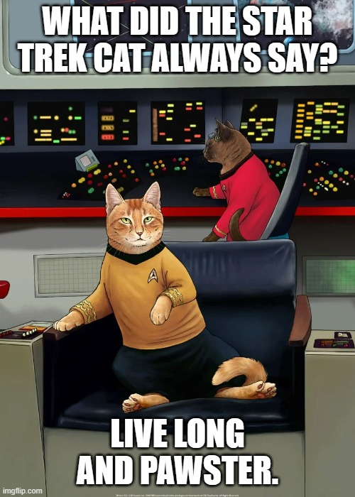 meme by Brad Star Trek cat | WHAT DID THE STAR TREK CAT ALWAYS SAY? LIVE LONG AND PAWSTER. | image tagged in cat meme | made w/ Imgflip meme maker