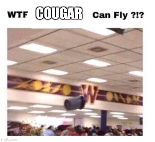 WTF --------- Can Fly ?!? | COUGAR | image tagged in wtf --------- can fly | made w/ Imgflip meme maker