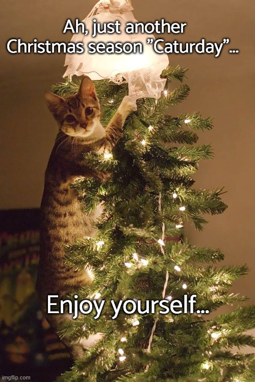 Saturday-Caturday... | Ah, just another 
Christmas season "Caturday"... Enjoy yourself... | image tagged in christmas,cat,caturday,enjoy | made w/ Imgflip meme maker