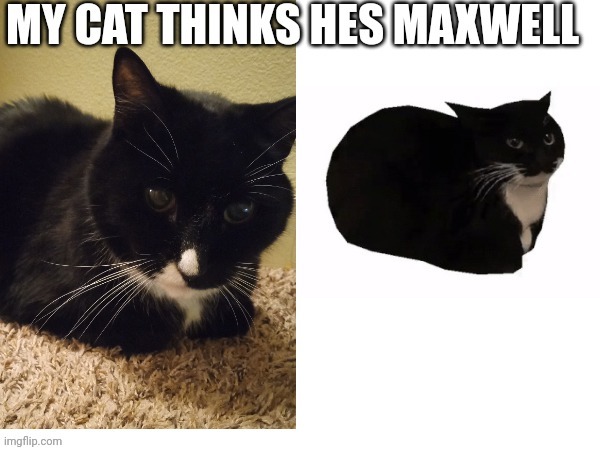 found him in that pose so i had 2 take a pic | made w/ Imgflip meme maker