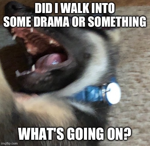 angy doggo | DID I WALK INTO SOME DRAMA OR SOMETHING; WHAT'S GOING ON? | image tagged in angy doggo | made w/ Imgflip meme maker