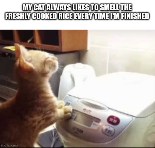 MY CAT ALWAYS LIKES TO SMELL THE FRESHLY COOKED RICE EVERY TIME I'M FINISHED | image tagged in cats,my cat | made w/ Imgflip meme maker