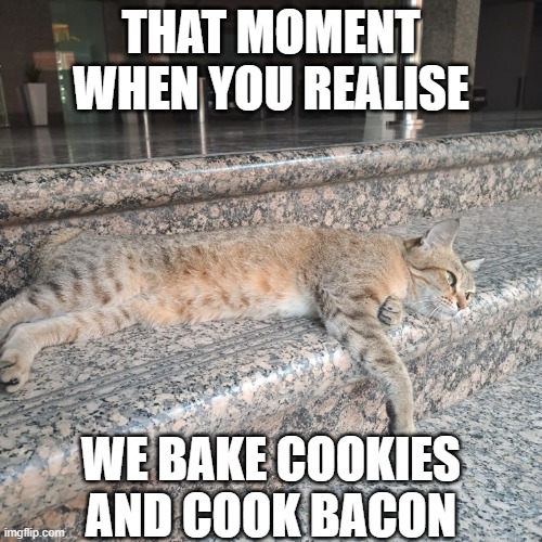 cook the cookies and bake the bacon! | THAT MOMENT WHEN YOU REALISE; WE BAKE COOKIES AND COOK BACON | image tagged in depressed cat | made w/ Imgflip meme maker