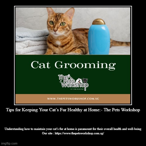 Tips For Keeping Your Cat s Fur Healthy At Home The Pets Workshop tips-for-keeping-your-cat-s-fur-healthy-at-home-the-pets-workshop
