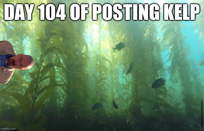 Kelp2 | DAY 104 OF POSTING KELP | image tagged in kelp2 | made w/ Imgflip meme maker