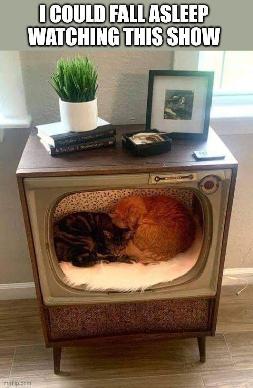 VERY RELAXING | I COULD FALL ASLEEP WATCHING THIS SHOW | image tagged in cats,funny cats | made w/ Imgflip meme maker