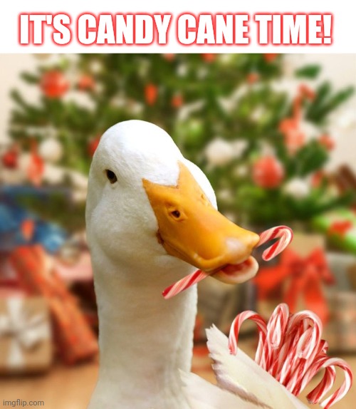 DON'T PUT EM ON THE TREE WHERE THE DUCKS CAN GET EM | IT'S CANDY CANE TIME! | image tagged in ducks,christmas tree,candy cane,duck | made w/ Imgflip meme maker