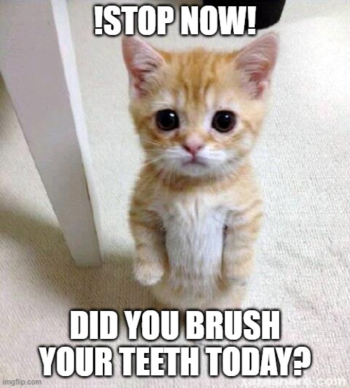 Cute Cat | !STOP NOW! DID YOU BRUSH YOUR TEETH TODAY? | image tagged in memes,cute cat,funny memes,funny | made w/ Imgflip meme maker