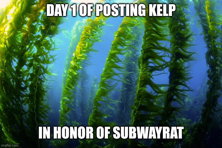 DAY 1 OF POSTING KELP; IN HONOR OF SUBWAYRAT | made w/ Imgflip meme maker