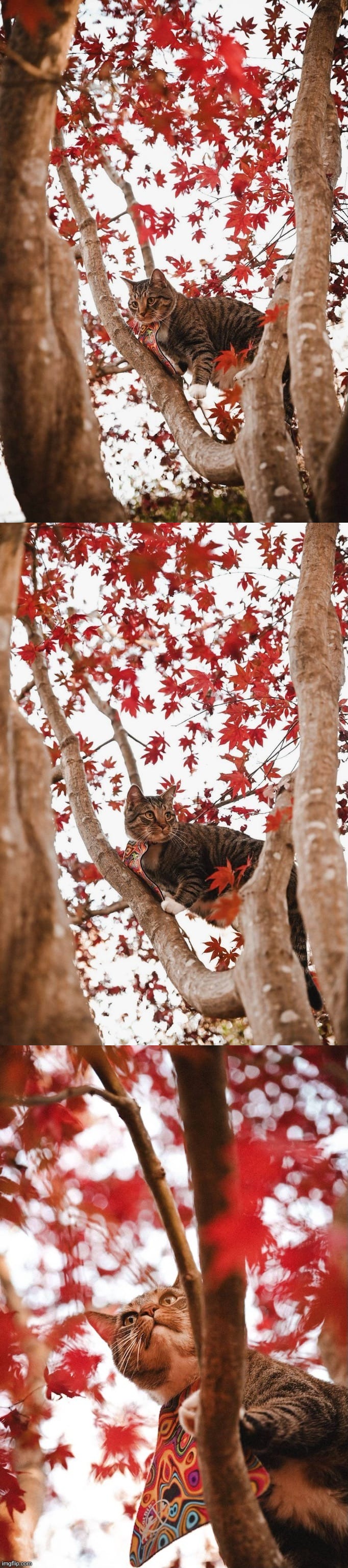 My neighbors cat Boo in a tree | image tagged in photo,cat named boo | made w/ Imgflip meme maker