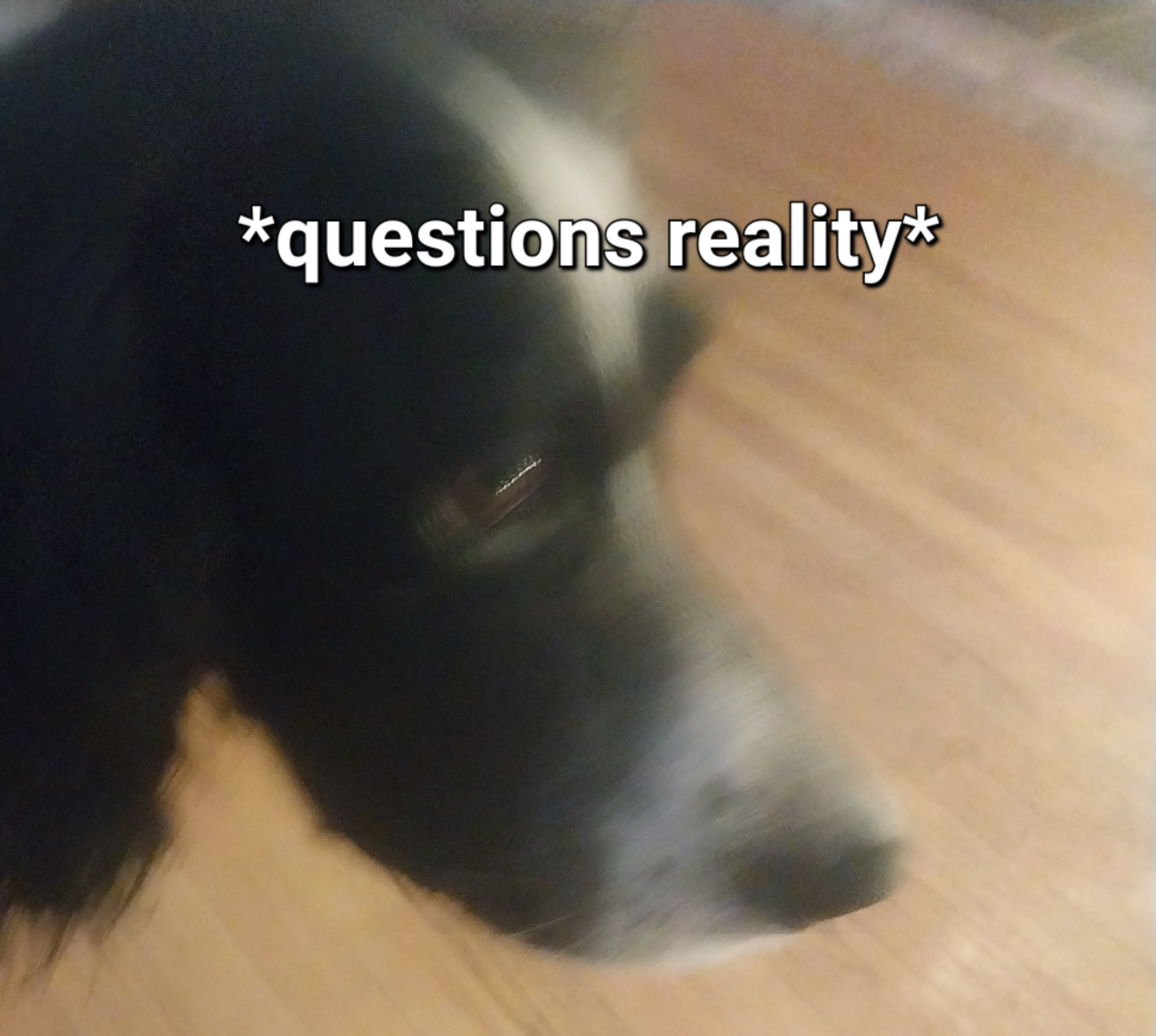 High Quality *questions reality* Blank Meme Template