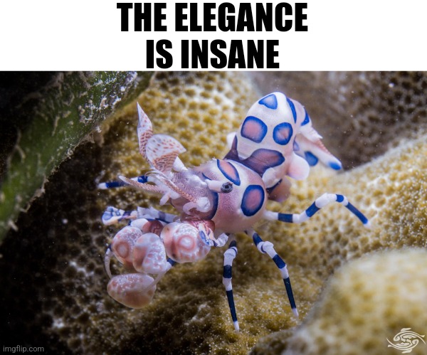 Elegant shrimp Blank Meme Template