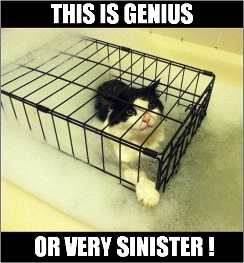 The Cat Washing Cage ! | THIS IS GENIUS; OR VERY SINISTER ! | image tagged in cats,washing,cage,genius,sinister | made w/ Imgflip meme maker