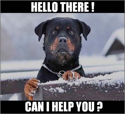 A Polite Rottweiler | HELLO THERE ! CAN I HELP YOU ? | image tagged in dogs,rotweiller,polite | made w/ Imgflip meme maker