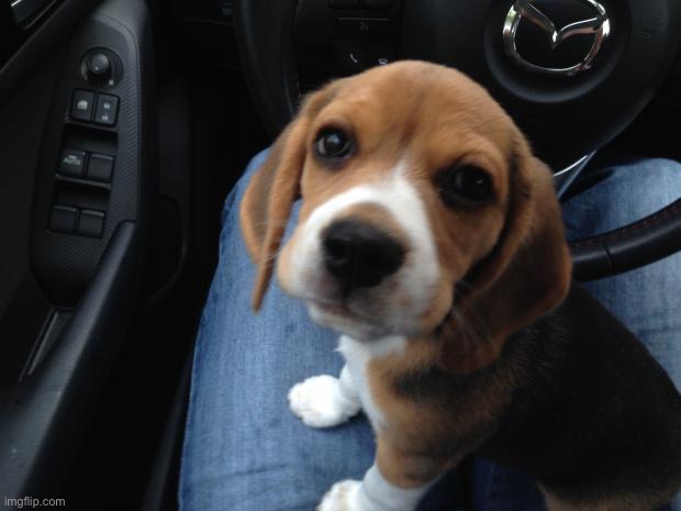 Beagle puppy | image tagged in beagle puppy | made w/ Imgflip meme maker