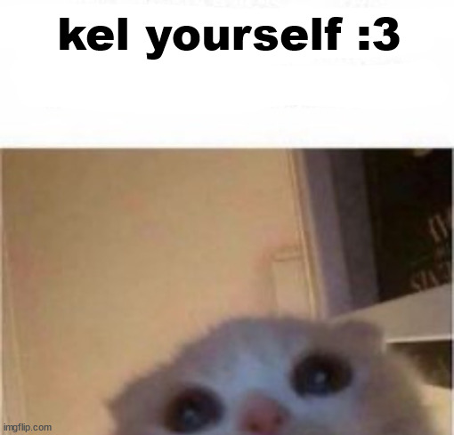 hheiii hiiaaa haiii hheellooo cat | kel yourself :3 | image tagged in hheiii hiiaaa haiii hheellooo cat | made w/ Imgflip meme maker