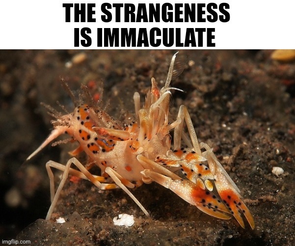 What is happening to msmg rn | image tagged in shrimp of weird | made w/ Imgflip meme maker