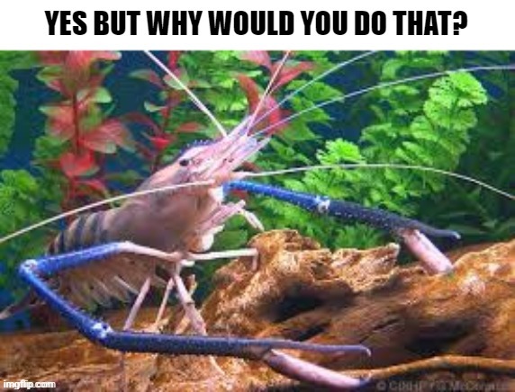 image tagged in confused prawn | made w/ Imgflip meme maker