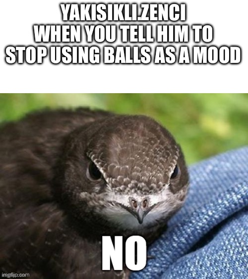 The No Bird | YAKISIKLI.ZENCI WHEN YOU TELL HIM TO STOP USING BALLS AS A MOOD | image tagged in the no bird | made w/ Imgflip meme maker