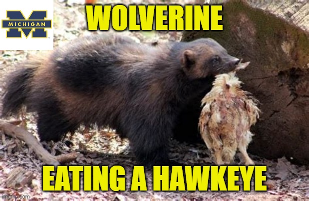 Wolverine Eating a Hawkeye | WOLVERINE; EATING A HAWKEYE | image tagged in michigan,iowa,college football,big 10,wolverine | made w/ Imgflip meme maker
