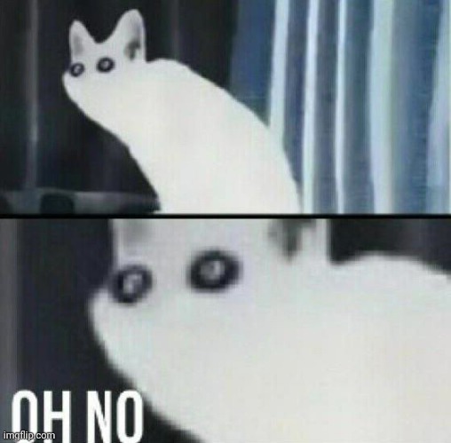 Oh no cat | image tagged in oh no cat | made w/ Imgflip meme maker