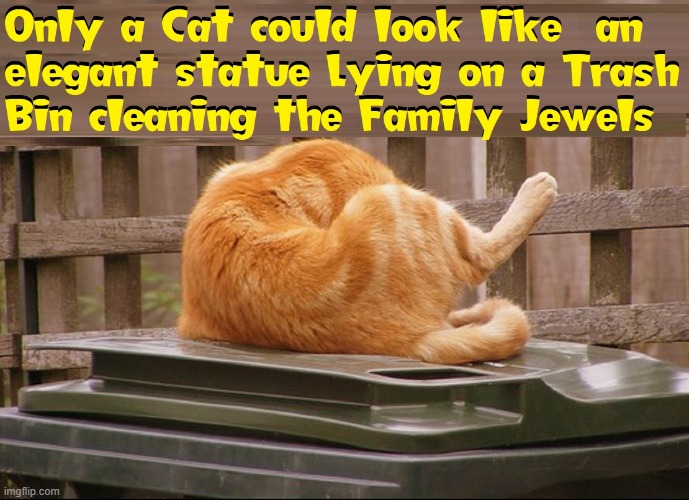 A cat is fine too Meme Generator - Imgflip