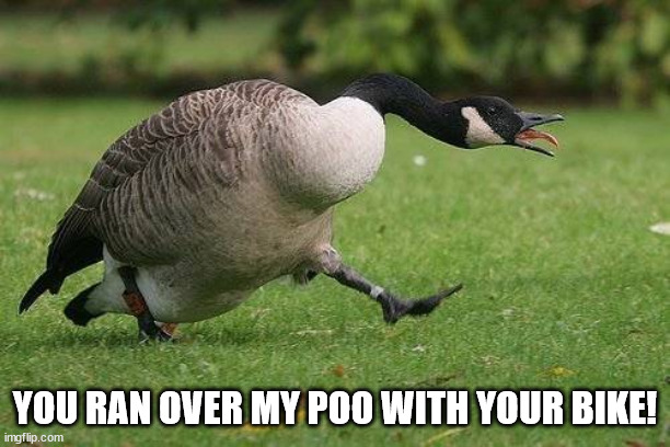 Angry Canada Goose | YOU RAN OVER MY POO WITH YOUR BIKE! | image tagged in angry canada goose | made w/ Imgflip meme maker
