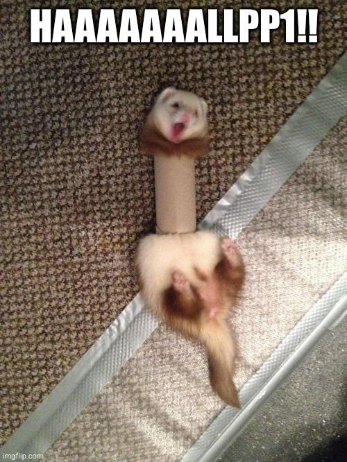 Ferret stuck in toilet paper tube | HAAAAAAALLPP1!! | image tagged in ferret stuck in toilet paper tube | made w/ Imgflip meme maker