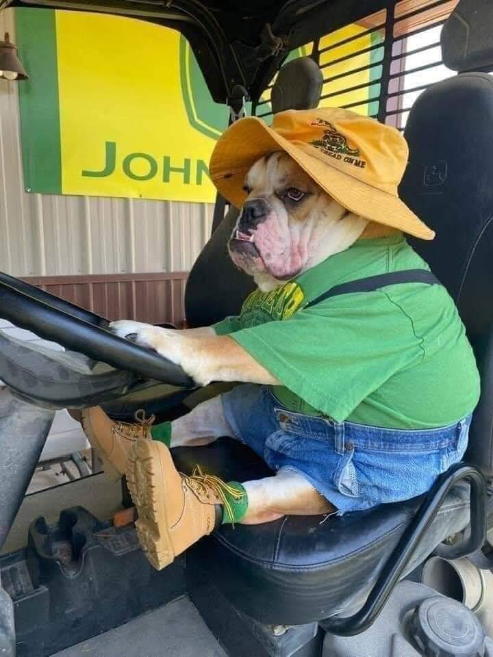 Dog on tractor Blank Meme Template