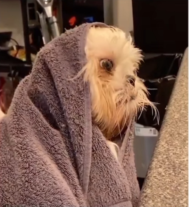 Dog in towel Blank Meme Template
